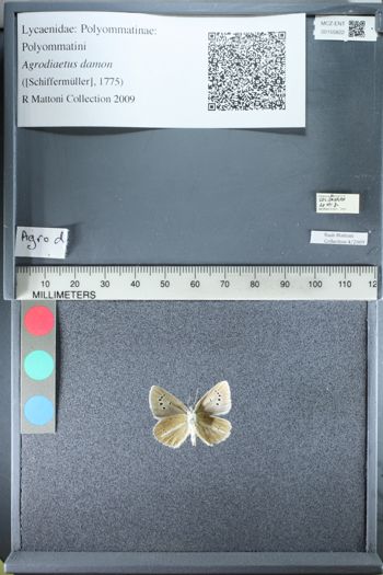 Media type: image;   Entomology 155822